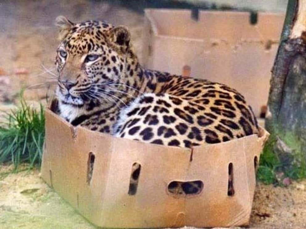 Even big kitties are crazy about cardboard boxes.
