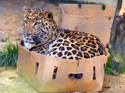 Moi aussi, j’ai trouvé refuge dans un carton.