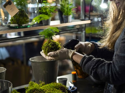 Un dernier coup de vaporisateur et le kokedama enveloppé de fil de nylon est terminé.