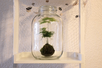Mon kokedama s’épanouit dans sa mini-serre.