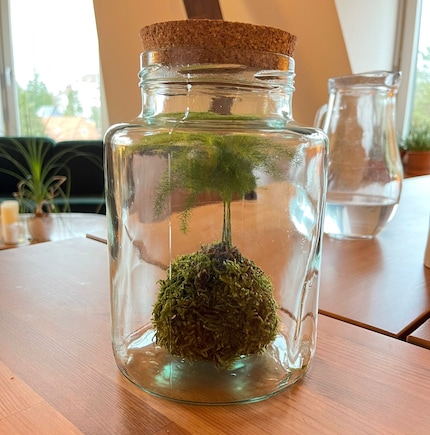 Le kokedama de Steffi attire tous les regards sur la table de la salle à manger.