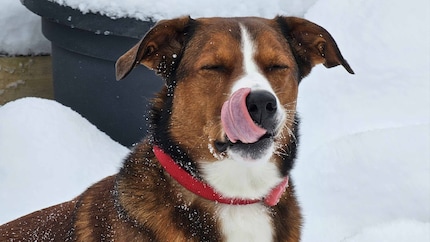 Mlem.