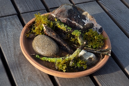 Materials such as moss, stones and sticks are a big help when the insects want to get out.