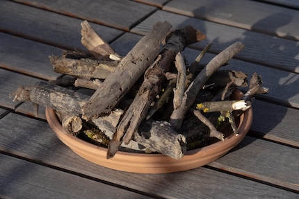 Deadwood creates a place for new life. The circle of life. Wow, so poetic.