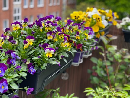The more colourful, the better. With a large selection of flower varieties, you can offer food to various insect species.