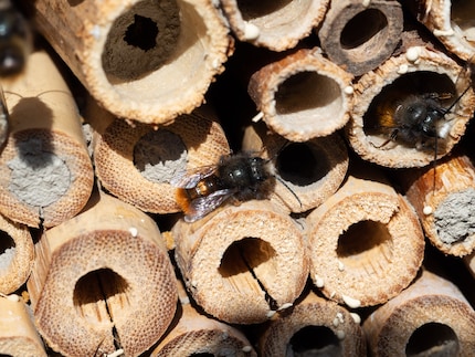 Pay attention to the choice of materials when purchasing an insect hotel. Otherwise your rooms will stay empty.