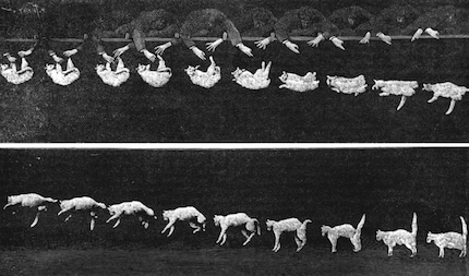 Étienne-Jules Marey revealed the secret of falling cats.