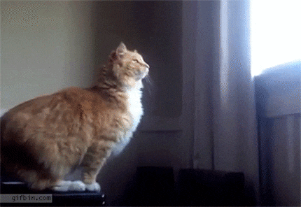 Cat-like agility? Nope, this attempt failed.