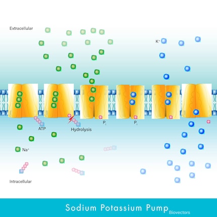 Les pompes sodium-potassium établissent, à l’aide du minéral, un gradient de concentration au niveau de la membrane cellulaire, nécessaire à la régulation de l’équilibre hydrique, à l’excitation nerveuse et musculaire, et au transport de substances.
