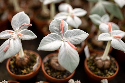 Magique : la Rechsteineria leucotricha en pleine floraison.