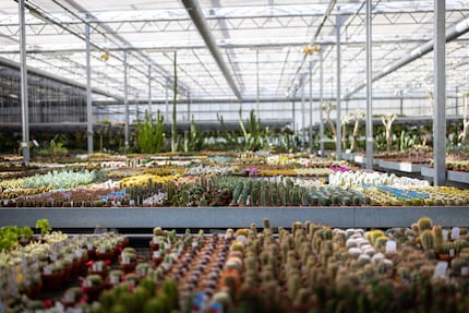 100 000 plantes succulentes, 800 espèces : ici, on ne se lasse pas.