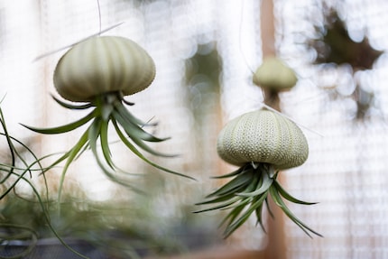 Piquées dans des oursins comme des méduses ou collées sur l'écorce d'un arbre comme des cheveux de fée, les plantes à épingler poussent partout.