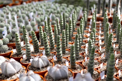 Succulente ou glacée torsadée ? Il vaut mieux ne pas mordre dans l'Eulychnia castanea