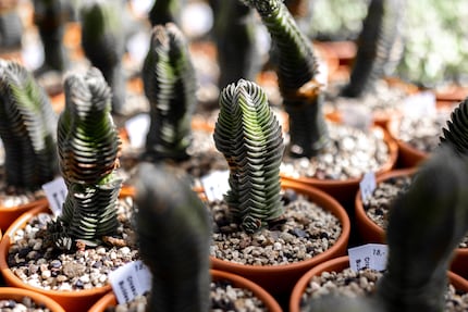 La Crassula pyramidalis offre les nervures les plus sauvages.