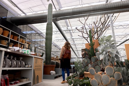 La naine et le géant : Je ne peux que m'émerveiller devant le Pachycereus pringlei.