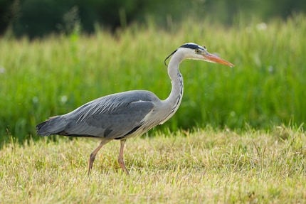 The heron's eye is immediately recognised and focused.