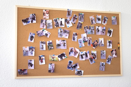 Les participants et participantes au « Growing Dog Project »...