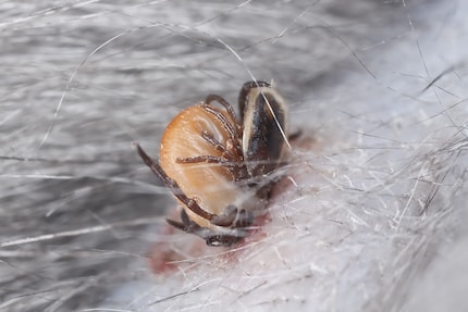 For mating, the male climbs under the female’s belly. Following the fun, the male dies immediately, and the female continues sucking.
