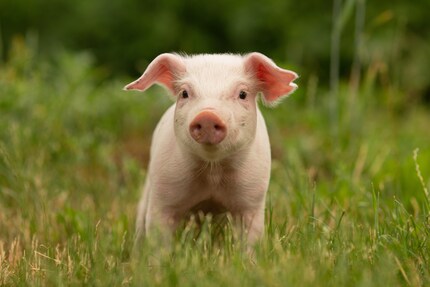 J’imagine l’IA d’Apple petite et mignonne, et pas trop gourmande.