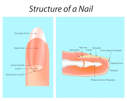 La structure de l’ongle.