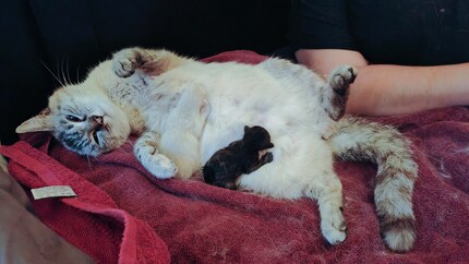 After being born, it’s time to hit the milk bar…