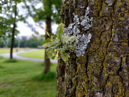 Le bokeh est ici un peu absurde, avec un tronc d’arbre flou en bas.