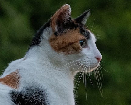 A crop of the above image.