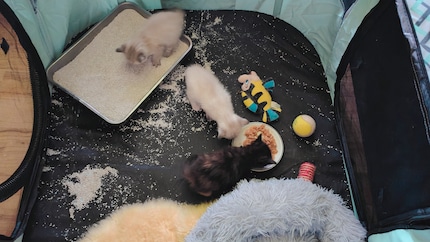 Ah great, sand to play and scratch… and solid food!
