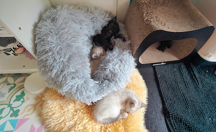 While the little ones have their siesta in the kitchen,…