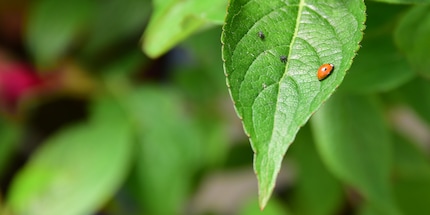 Une coccinelle Adalia adulte et deux jeunes - à la recherche de leur plat préféré : 