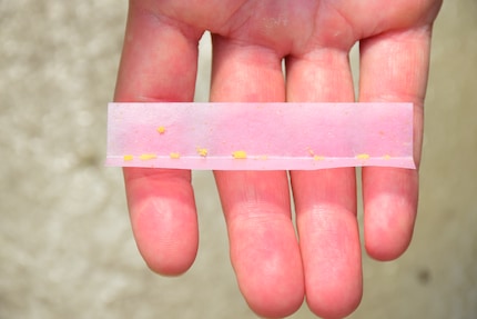Pas de papier filtre pour le joint : c'est ici que les acariens prédateurs éclosent.