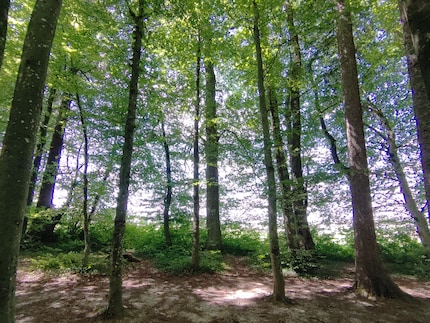 La qualité des photos laisse à désirer.