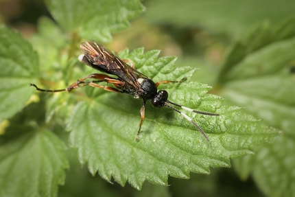 Dès que l'ichneumon a trouvé une victime, il la pique. Ensuite, c'est le début d'une agonie brutale.