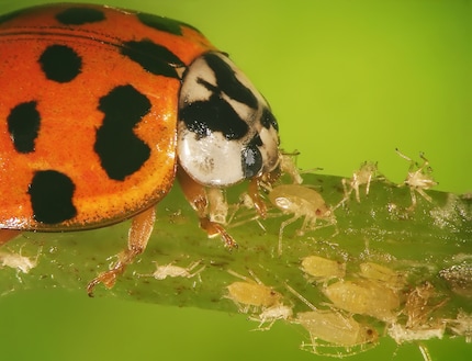 Jolie, mais problématique : la coccinelle asiatique peut se répandre de manière excessive et nuire aux autres insectes utiles.
