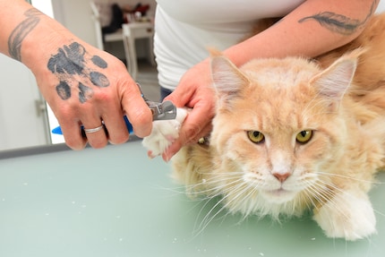 What are you staring at? Franky always keeps an eye on me during the manicure session.