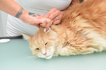 Nice and easy: that’s how Franky (named after Frank Sinatra) likes his ears to be cleaned.