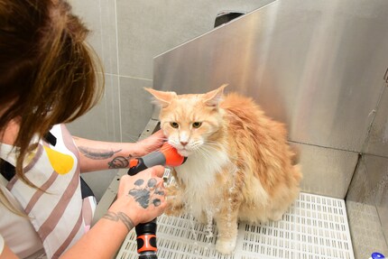 Franky in Watertown: the Maine Coon cat isn’t bothered by the shower with a quiet shower head.