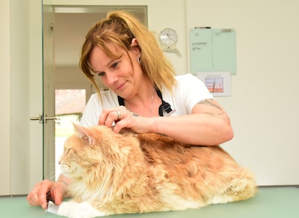 Even after the treatment, Franky’s still very calm. He deserves a big cuddle.
