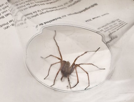 Google Lens thinks this could be a domestic house spider. Fortunately, they’re neither poisonous nor dangerous. I named him Arnold, after legendary Swiss war hero Arnold Winkelried. Unlike his namesake, Arni was spared a violent death. Instead, we decided to put him outside.