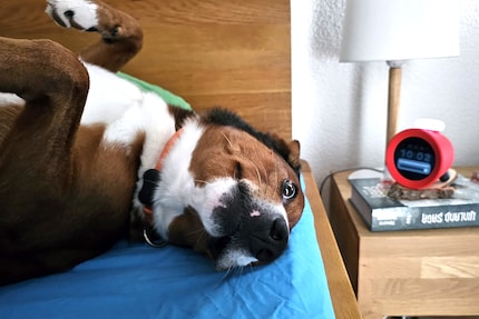 Lino n'est pas fan d'Alarmo.