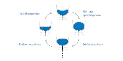 L’illustration montre la vessie dans les différentes phases du cycle de miction.