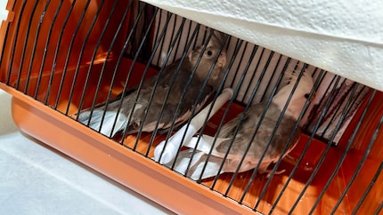 Rio et Cookie, très mécontents, dans leur cage de transport.