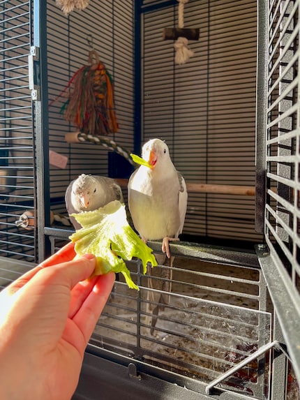 Mon petit coquin fan de salade. Les calos peuvent et doivent manger des fruits et légumes tous les jours.
