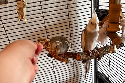 Rio qui s’aventure pour la première fois à manger le millet que je lui tends. Mignon, non ?