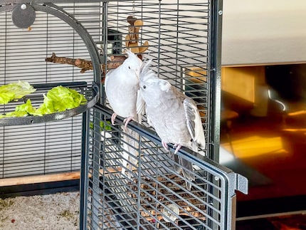 Rio (devant) et Cookie sont des calo à face blanche. Ils n’ont pas la face jaune et les joues rouges.