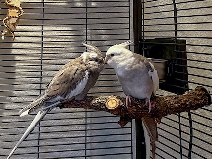 Rio et Cookie profitent d’une soirée tranquille, perchés sur leur branche préférée. Rio (à gauche) a d’ailleurs l’air un peu déplumé parce qu’il fait sa mue.