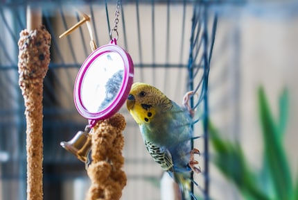Budgies also fall in love with their own reflection because they believe it’s a member of their own species.