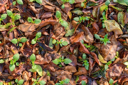 Fallen leaves also insulate and nourish your plants after a while.