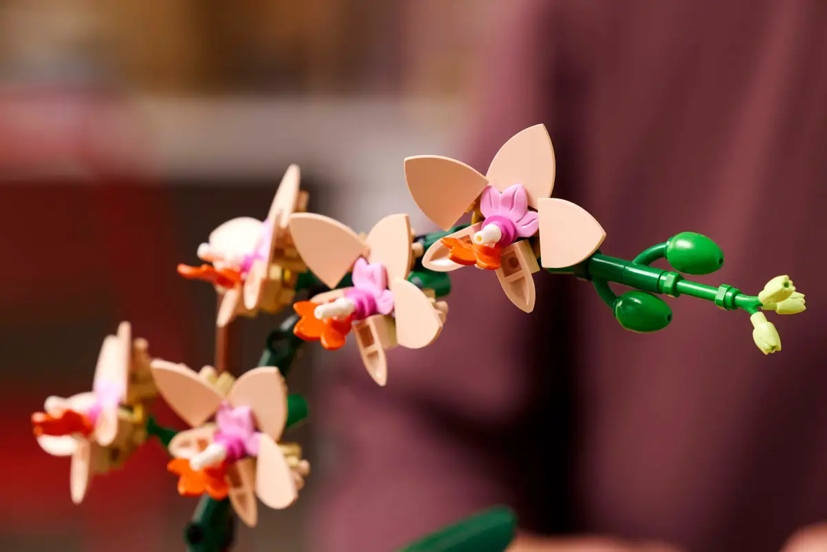 L'orchidée Lego est en fleur.