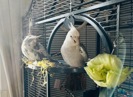 When Rio cleans himself and Cookie eats his beloved lettuce, the leftovers end up on my floor.
